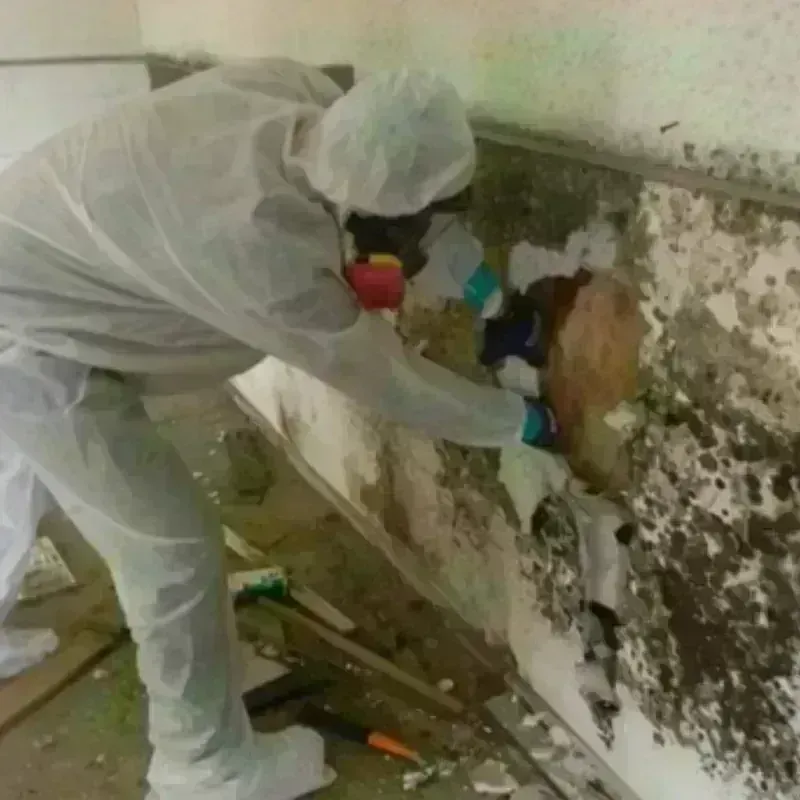 Mold Remediation and Removal in Kinston, NC